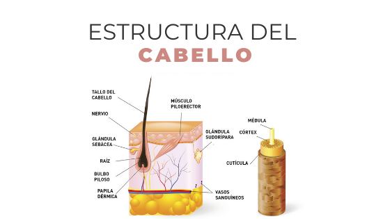 Estructura del cabello