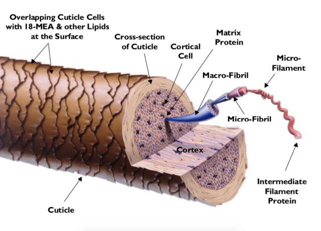 La Importancia De Cuidar La Cuticula Del Cabello Mercado Saludable